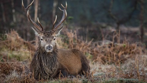 Обои природа, олень, фон, животное, рога, боке, благородный олень, nature, deer, background, animal, horns, bokeh, red deer разрешение 2048x1367 Загрузить