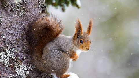 Обои снег, дерево, белка, хвост, белочка, грызун, snow, tree, protein, tail, squirrel, rodent разрешение 5184x3456 Загрузить