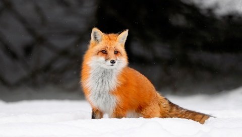 Обои снег, зима, лиса, лисица, животное, лис, snow, winter, fox, animal разрешение 1920x1200 Загрузить