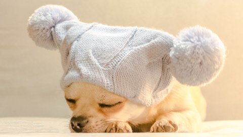 Обои собака, спит, шапка, чихуахуа, bianca badosa, dog, sleeping, hat, chihuahua разрешение 3025x2121 Загрузить