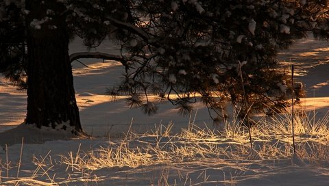 Обои свет, снег, дерево, хвоя, зима, утро, ветки, сосна, light, snow, tree, needles, winter, morning, branches, pine разрешение 2048x1365 Загрузить