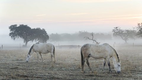 Обои утро, туман, кони, morning, fog, horses разрешение 2048x1356 Загрузить