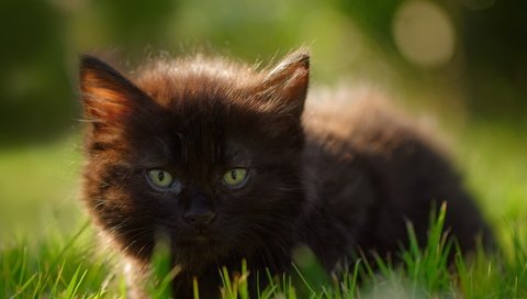 Обои глаза, трава, кошка, взгляд, котенок, eyes, grass, cat, look, kitty разрешение 2880x1800 Загрузить