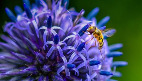 Обои насекомое, цветок, пчела, insect, flower, bee разрешение 1938x1276 Загрузить