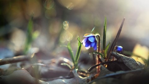 Обои трава, макро, цветок, весна, боке, пролеска, grass, macro, flower, spring, bokeh, scilla разрешение 2560x1600 Загрузить