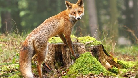 Обои взгляд, лиса, мох, лисица, животное, пень, look, fox, moss, animal, stump разрешение 2880x1800 Загрузить