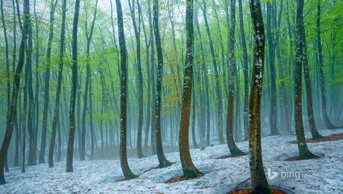 Обои деревья, природа, лес, зима, стволы, bing, trees, nature, forest, winter, trunks разрешение 1920x1200 Загрузить