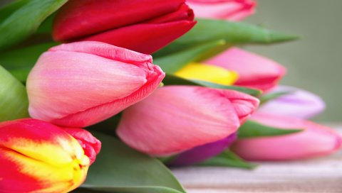 Обои цветы, бутоны, весна, тюльпаны, flowers, buds, spring, tulips разрешение 1920x1200 Загрузить