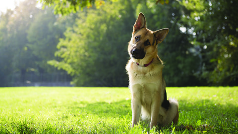 Обои трава, парк, собака, немецкая овчарка, овчарка, grass, park, dog, german shepherd, shepherd разрешение 3840x2400 Загрузить