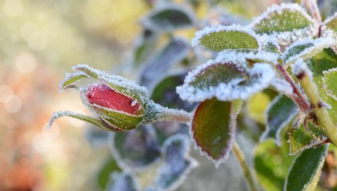 Обои снег, листья, цветок, иней, роза, бутон, snow, leaves, flower, frost, rose, bud разрешение 1920x1200 Загрузить