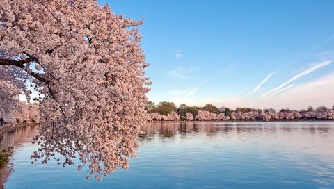 Обои небо, вода, цветение, пейзаж, весна, сакура, the sky, water, flowering, landscape, spring, sakura разрешение 1920x1080 Загрузить