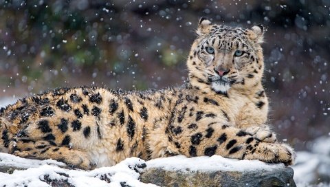 Обои снег, зима, хищник, снежный барс, ирбис, snow, winter, predator, snow leopard, irbis разрешение 3840x2160 Загрузить