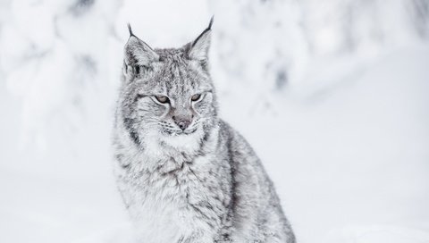 Обои зима, рысь, хищник, большая кошка, winter, lynx, predator, big cat разрешение 2880x1800 Загрузить