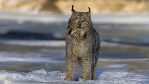 Обои зима, рысь, хищник, большая кошка, канада, winter, lynx, predator, big cat, canada разрешение 2560x1600 Загрузить