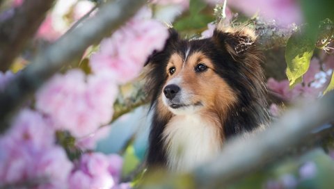 Обои морда, ветки, собака, весна, шелти, шетландская овчарка, face, branches, dog, spring, sheltie, shetland sheepdog разрешение 2048x1365 Загрузить