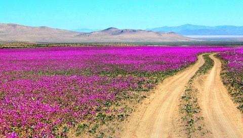 Обои дорога, цветы, горы, пустыня, чили, атакама, road, flowers, mountains, desert, chile, atacama разрешение 2000x1102 Загрузить