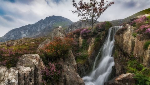 Обои цветы, горы, скалы, дерево, водопад, поток, уэльс, сноудония, flowers, mountains, rocks, tree, waterfall, stream, wales, snowdonia разрешение 2048x1152 Загрузить