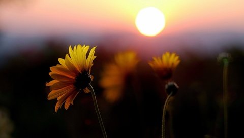 Обои цветы, солнце, закат, поле, лепестки, желтые, flowers, the sun, sunset, field, petals, yellow разрешение 1920x1080 Загрузить