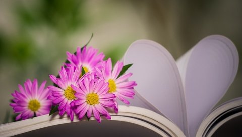 Обои цветы, сердце, книга, хризантемы, боке, страницы, flowers, heart, book, chrysanthemum, bokeh, page разрешение 2048x1362 Загрузить