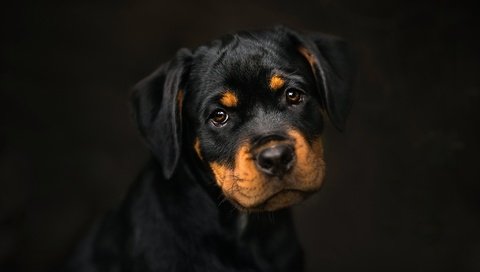 Обои фон, мордочка, взгляд, собака, щенок, ротвейлер, frelka, background, muzzle, look, dog, puppy, rottweiler разрешение 2048x1365 Загрузить