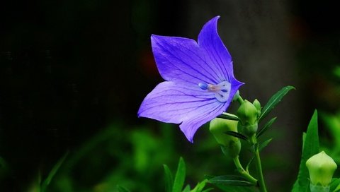 Обои цветок, голубой, черный фон, колокольчик, flower, blue, black background, bell разрешение 1920x1080 Загрузить