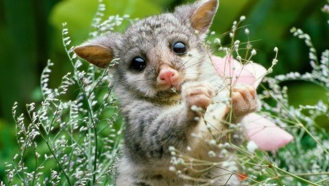 Обои природа, растение, опоссум, детеныш, грызун, nature, plant, possum, cub, rodent разрешение 1920x1200 Загрузить