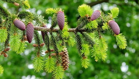 Обои ветка, природа, хвоя, макро, ель, шишки, боке, еловая ветка, branch, nature, needles, macro, spruce, bumps, bokeh, spruce branch разрешение 1920x1200 Загрузить