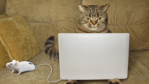Обои глаза, кошка, взгляд, юмор, диван, ноутбук, мышка, eyes, cat, look, humor, sofa, laptop, mouse разрешение 2500x1918 Загрузить
