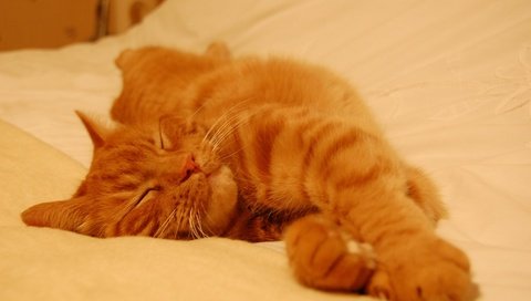 Обои кот, кошка, спит, рыжий, лапки, cat, sleeping, red, legs разрешение 3008x2000 Загрузить