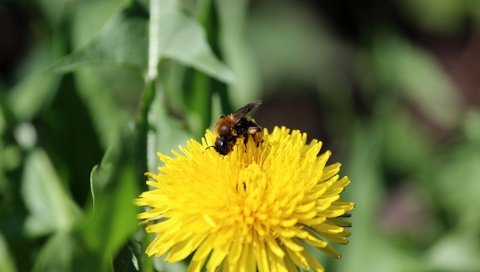 Обои зелень, насекомое, цветок, одуванчик, пчела, greens, insect, flower, dandelion, bee разрешение 5184x3456 Загрузить