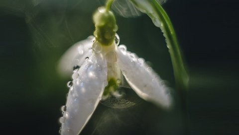 Обои макро, роса, капли, весна, первоцветы, подснежник, macro, rosa, drops, spring, primroses, snowdrop разрешение 1920x1328 Загрузить