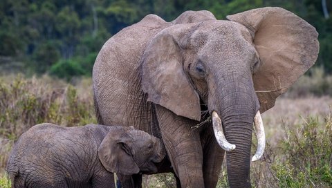 Обои природа, слон, африка, уши, слоны, хобот, слоненок, бивни, nature, elephant, africa, ears, elephants, trunk, tusks разрешение 2560x1491 Загрузить