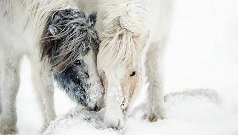 Обои лошадь, снег, природа, зима, пони, грива, horse, snow, nature, winter, pony, mane разрешение 1920x1200 Загрузить