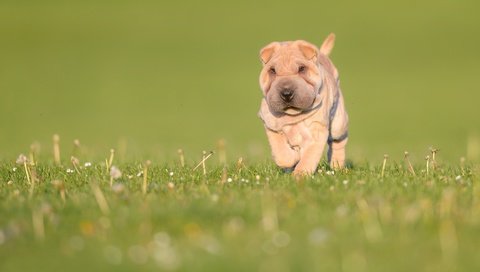 Обои трава, природа, зелень, собака, луг, щенок, боке, шарпей, grass, nature, greens, dog, meadow, puppy, bokeh, sharpay разрешение 3000x2002 Загрузить