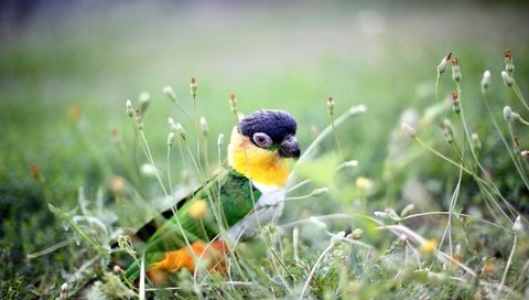 Обои трава, природа, растения, фон, птица, попугай, grass, nature, plants, background, bird, parrot разрешение 2048x1365 Загрузить