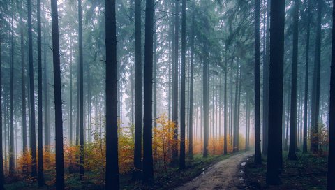 Обои деревья, природа, лес, туман, дорожка, стволы, осень, trees, nature, forest, fog, track, trunks, autumn разрешение 1920x1200 Загрузить