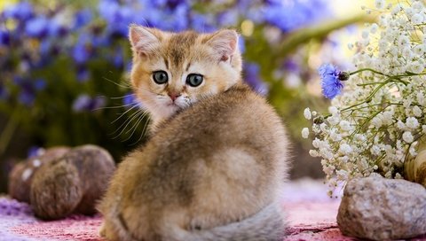 Обои глаза, цветы, камни, кот, кошка, взгляд, котенок, детеныш, eyes, flowers, stones, cat, look, kitty, cub разрешение 1920x1200 Загрузить