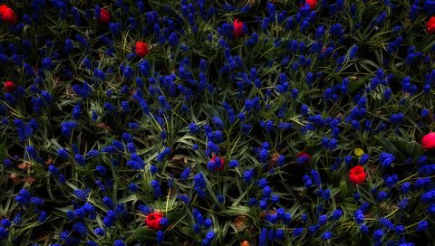 Обои цветы, трава, бутоны, flowers, grass, buds разрешение 2048x1365 Загрузить