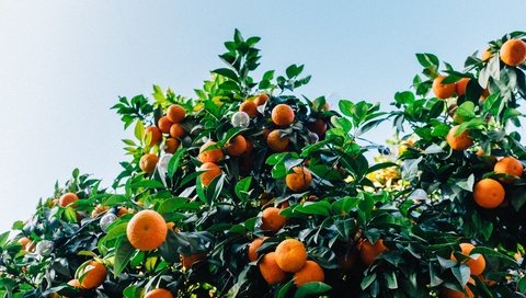 Обои листья, фрукты, кустарник, мандарины, цитрусы, leaves, fruit, shrub, tangerines, citrus разрешение 3072x2048 Загрузить