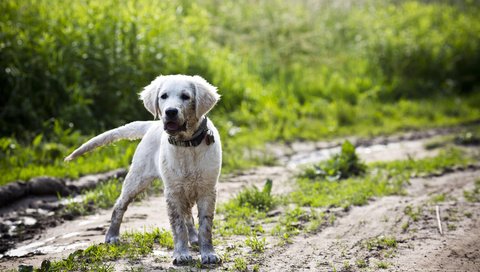 Обои собака, щенок, ошейник, лабрадор, dog, puppy, collar, labrador разрешение 3840x2400 Загрузить