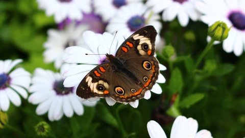 Обои цветы, макро, насекомое, бабочка, крылья, flowers, macro, insect, butterfly, wings разрешение 5184x3456 Загрузить