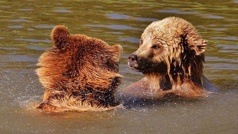 Обои игра, медведи, бурый медведь, в воде, the game, bears, brown bear, in the water разрешение 1920x1218 Загрузить