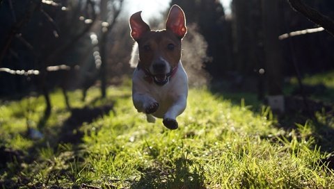 Обои трава, взгляд, собака, прыжок, бег, джек-рассел-терьер, grass, look, dog, jump, running, jack russell terrier разрешение 2560x1600 Загрузить