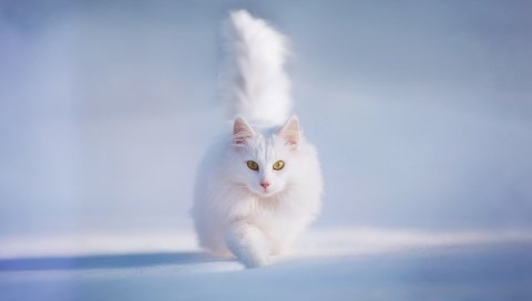 Обои снег, зима, кот, пушистый, белый, snow, winter, cat, fluffy, white разрешение 1920x1200 Загрузить