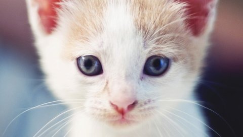 Обои глаза, фон, мордочка, усы, кошка, взгляд, котенок, eyes, background, muzzle, mustache, cat, look, kitty разрешение 1920x1080 Загрузить
