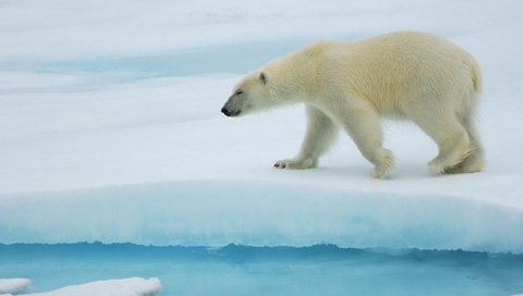 Обои полярный медведь, медведь, антарктида, белый медведь, льдина, polar bear, bear, antarctica, floe разрешение 1920x1080 Загрузить