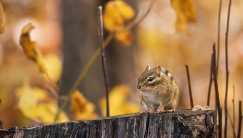 Обои лес, ветки, осень, пень, бурундук, грызун, forest, branches, autumn, stump, chipmunk, rodent разрешение 2048x1518 Загрузить