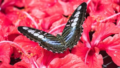 Обои цветы, насекомое, бабочка, малайзия, гибискус, flowers, insect, butterfly, malaysia, hibiscus разрешение 6000x4000 Загрузить