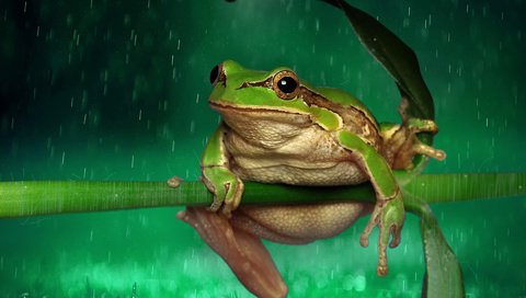 Обои лягушка, дождь, растение, стебель, капли дождя, frog, rain, plant, stem, raindrops разрешение 1920x1200 Загрузить