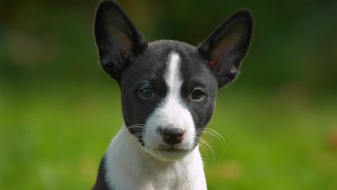 Обои мордочка, взгляд, собака, щенок, басенджи, muzzle, look, dog, puppy, basenji разрешение 1920x1200 Загрузить